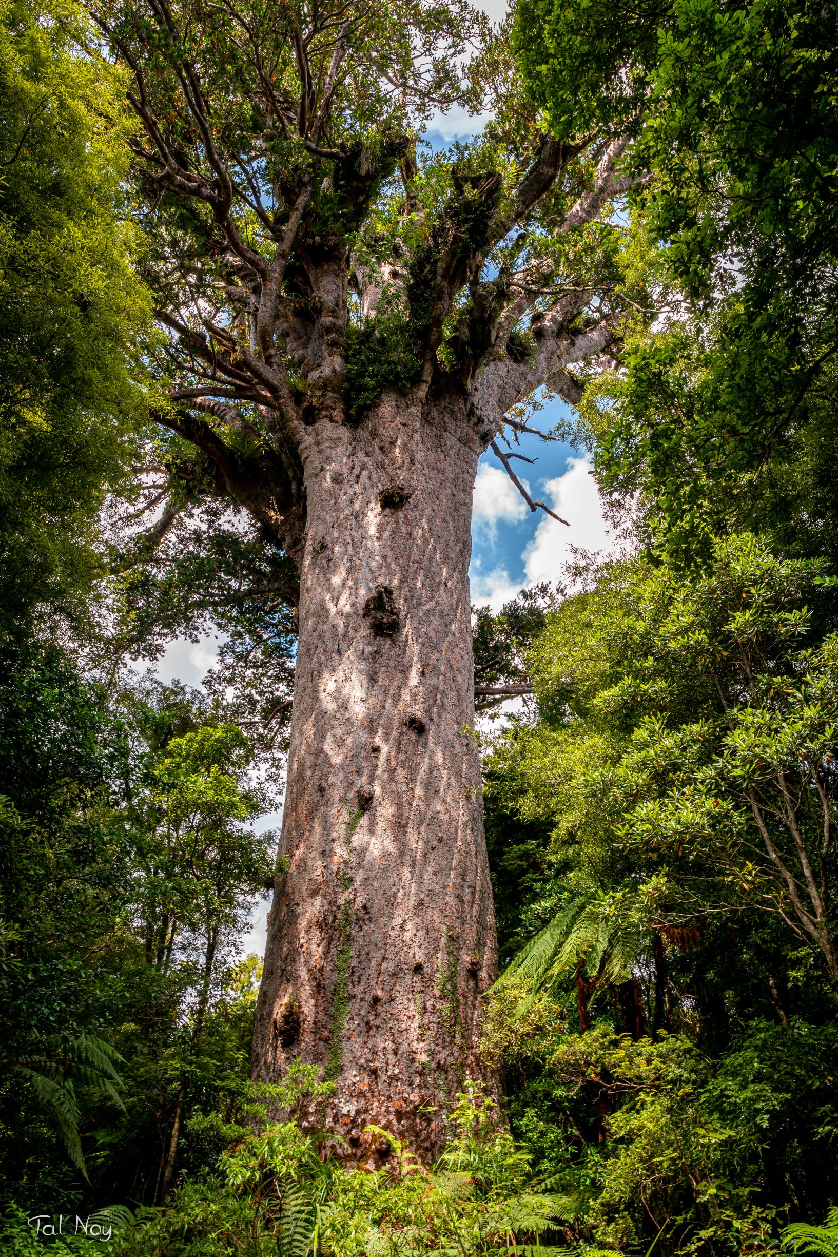 Massive Kauri tree in a New Zealand forest